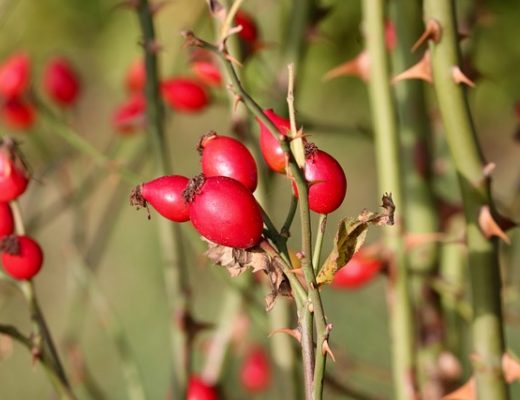 jak suszyć owoce róży