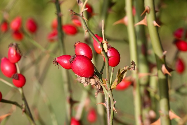 jak suszyć owoce róży