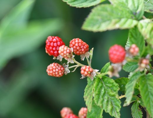 odmiany malin do zbioru mechanicznego