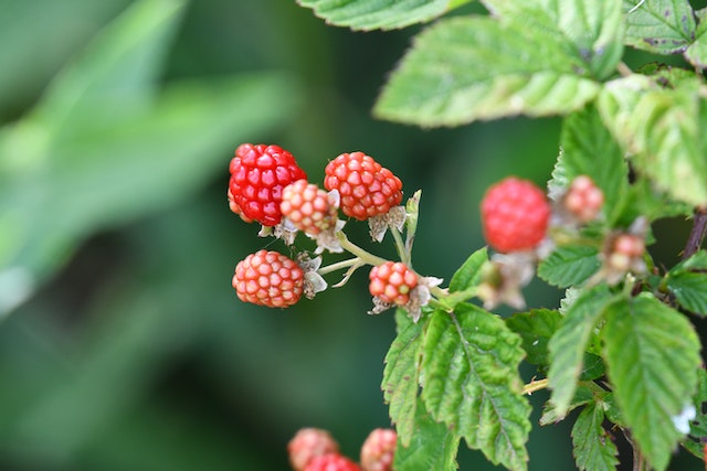odmiany malin do zbioru mechanicznego